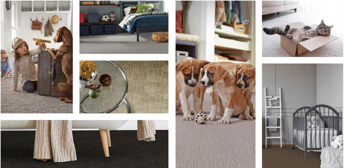 pet-defense-carpet-images-of-pets