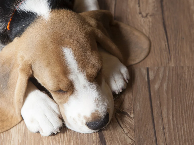 Dog sleeping on beautifully restored hardwood floor